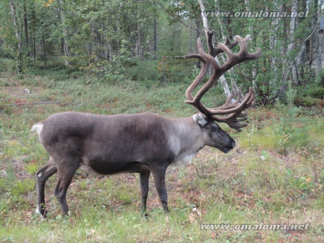 Ostetaan: Saariselkä 15